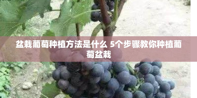盆栽葡萄种植方法是什么 5个步骤教你种植葡萄盆栽
