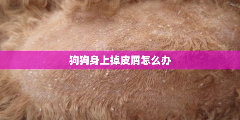 狗狗身上掉皮屑怎么办