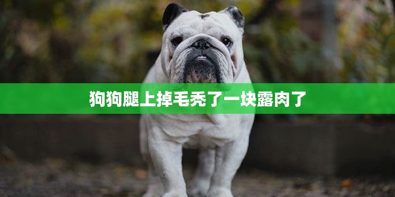 狗狗腿上掉毛秃了一块露肉了