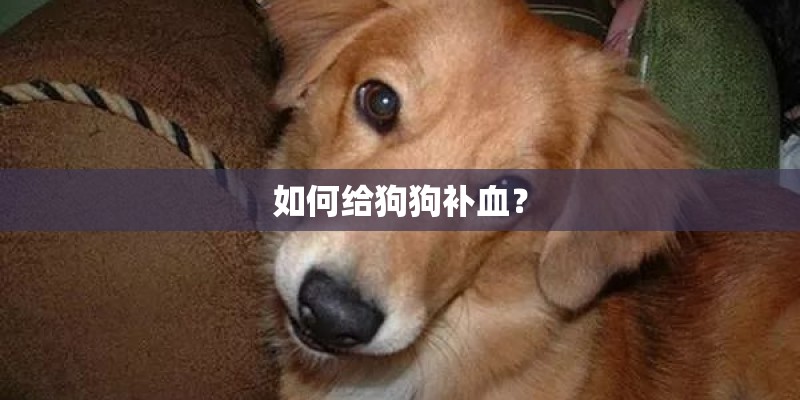 如何给狗狗补血? 如何给狗狗补血?