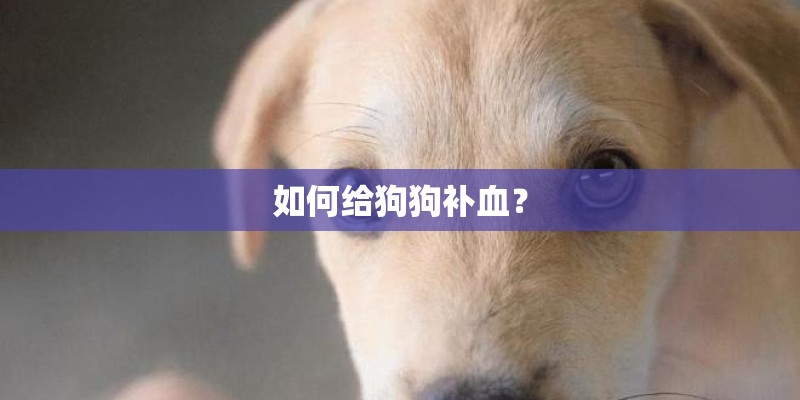 如何给狗狗补血? 如何给狗狗补血?