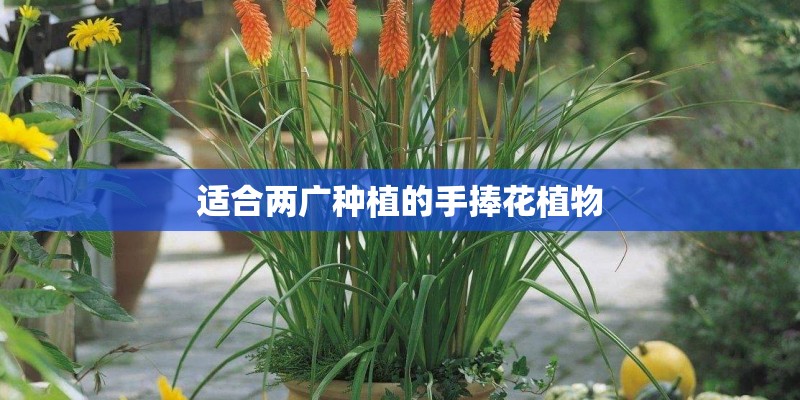 适合两广种植的手捧花植物