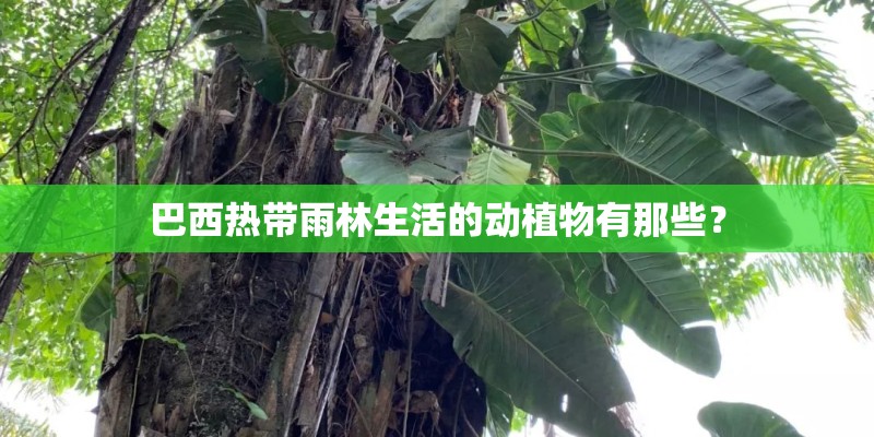 巴西热带雨林生活的动植物有那些? 巴西热带雨林生活的动植物有那些?