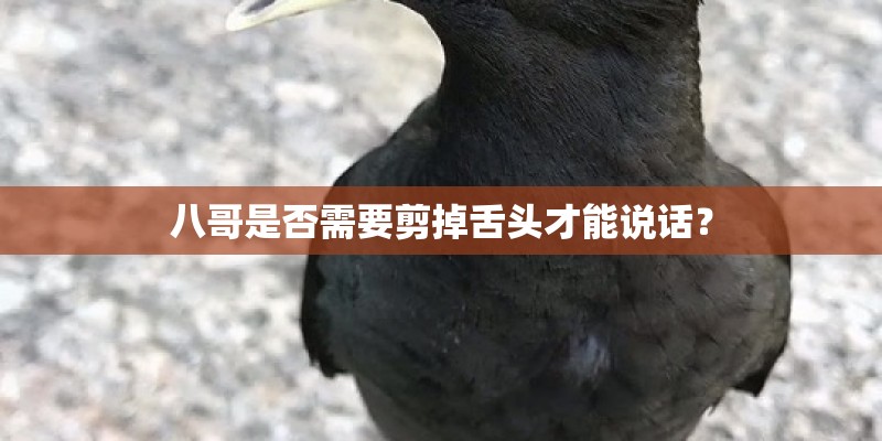 八哥是否需要剪掉舌头才能说话？