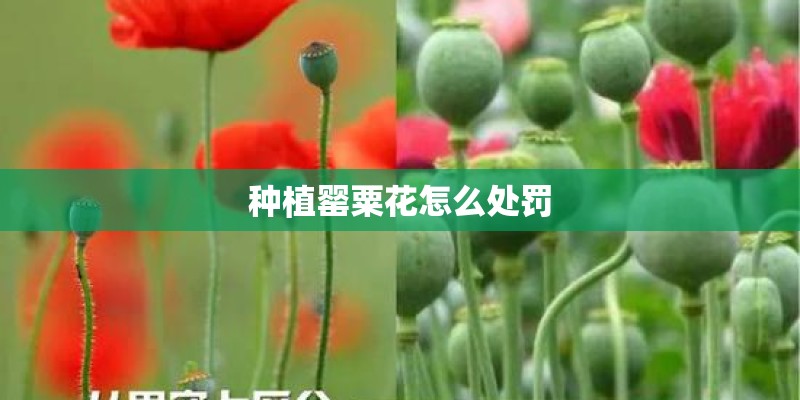 种植罂粟花怎么处罚