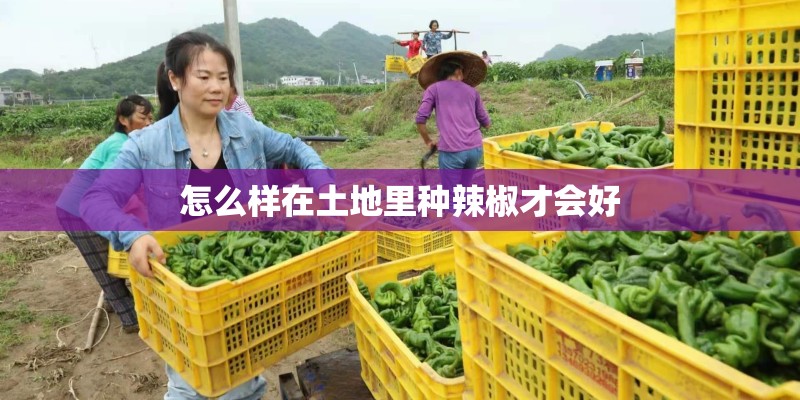 怎么样在土地里种辣椒才会好