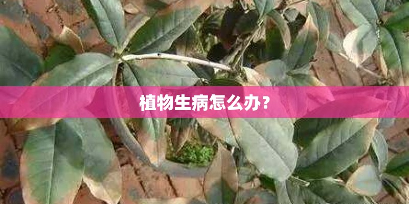 植物生病怎么办？