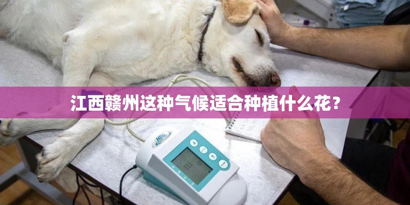 江西赣州这种气候适合种植什么花？