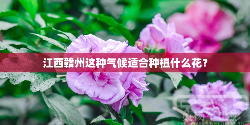 江西赣州这种气候适合种植什么花？