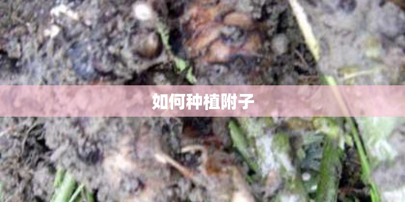 如何种植附子 如何种植附子