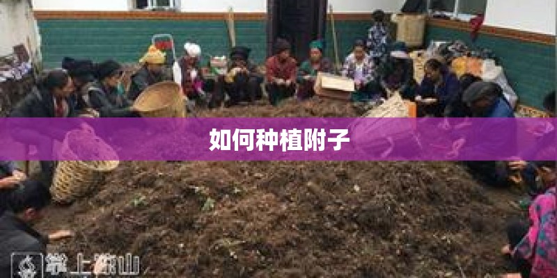 如何种植附子 如何种植附子
