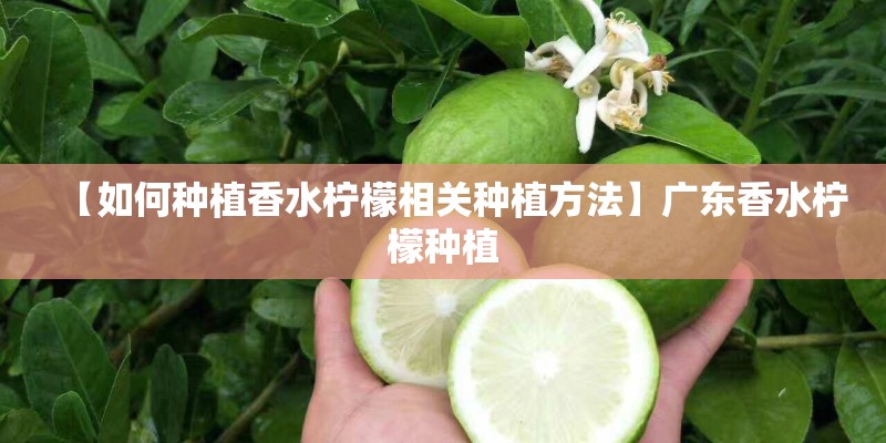 【如何种植香水柠檬相关种植方法】广东香水柠檬种植 【如何种植香水柠檬相关种植方法】广东香水柠檬种植
