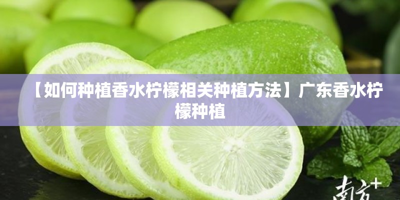 【如何种植香水柠檬相关种植方法】广东香水柠檬种植 【如何种植香水柠檬相关种植方法】广东香水柠檬种植