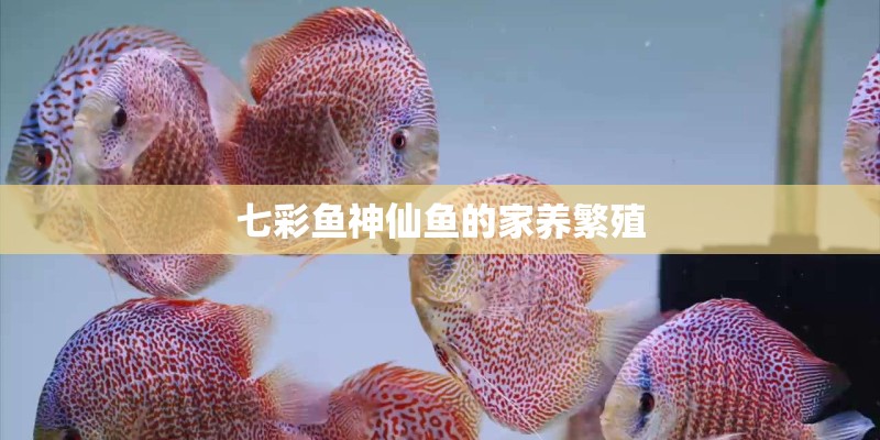 七彩鱼神仙鱼的家养繁殖