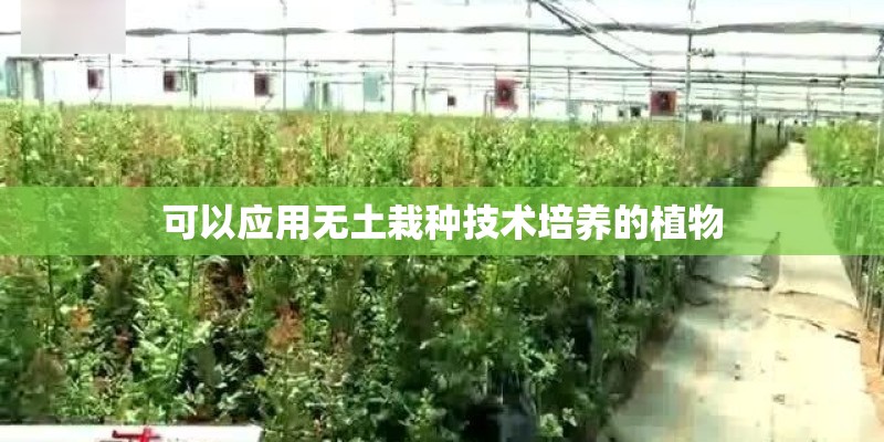可以应用无土栽种技术培养的植物
