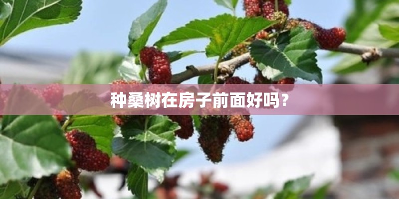 l号是什么号码
