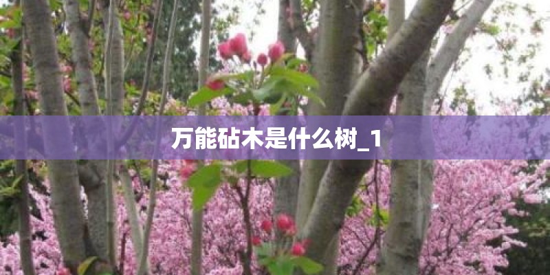 万能砧木是什么树_1