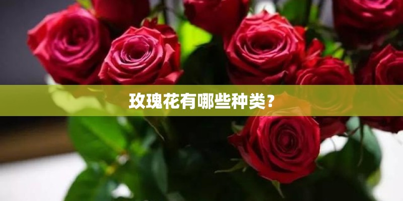 玫瑰花有哪些种类？