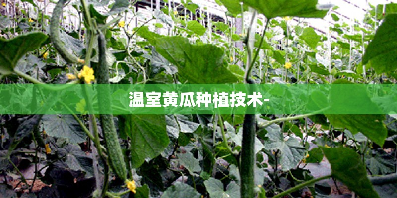 温室黄瓜种植技术-