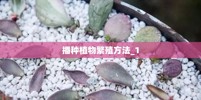 播种植物繁殖方法_1