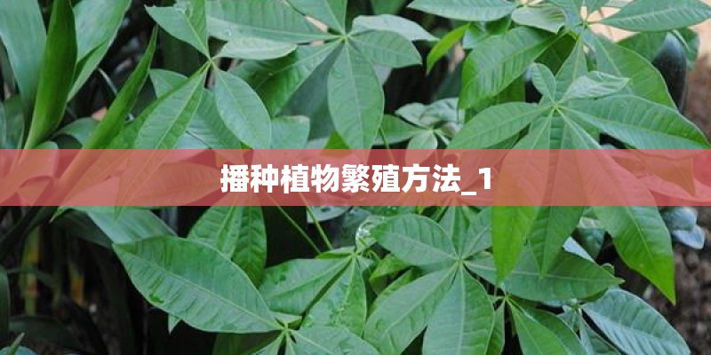 播种植物繁殖方法_1