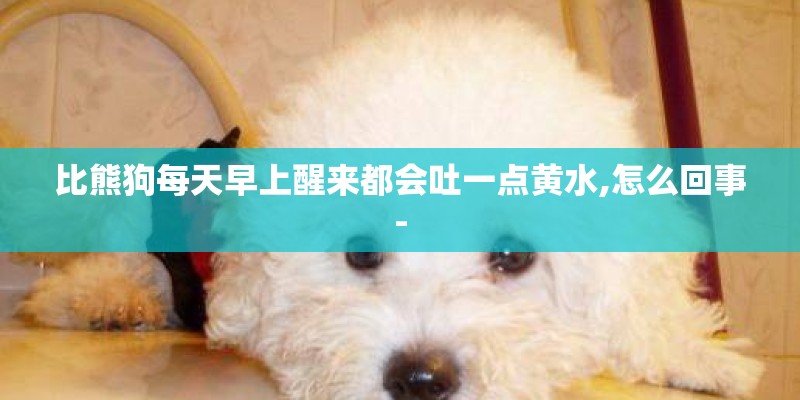 比熊狗每天早上醒来都会吐一点黄水,怎么回事- 比熊狗每天早上醒来都会吐一点黄水,怎么回事-