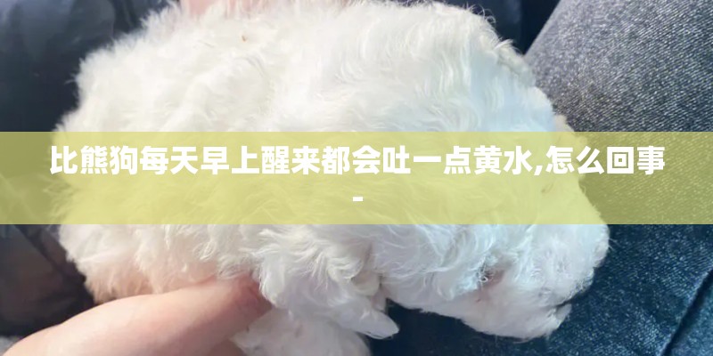 比熊狗每天早上醒来都会吐一点黄水,怎么回事- 比熊狗每天早上醒来都会吐一点黄水,怎么回事-