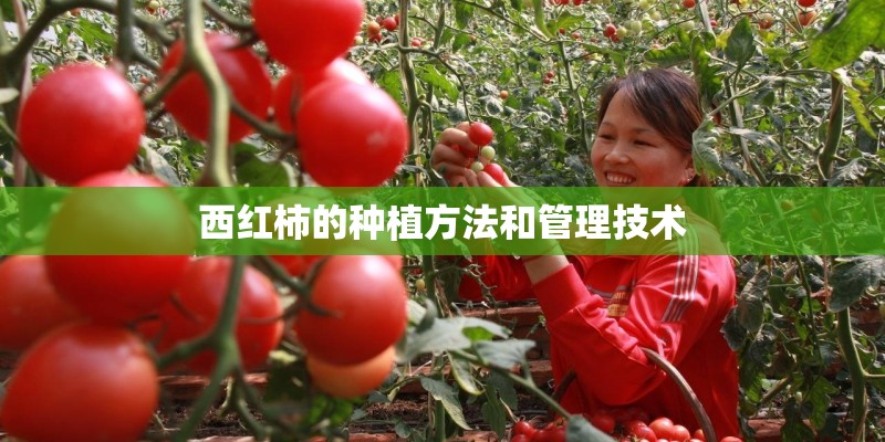 西红柿的种植方法和管理技术