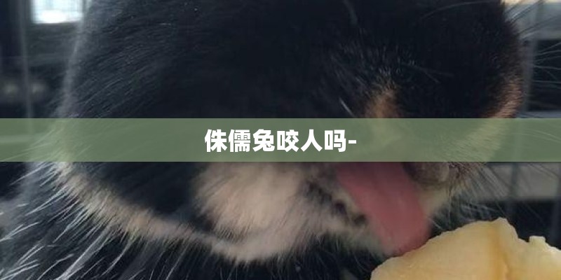 侏儒兔咬人吗- 侏儒兔咬人吗-