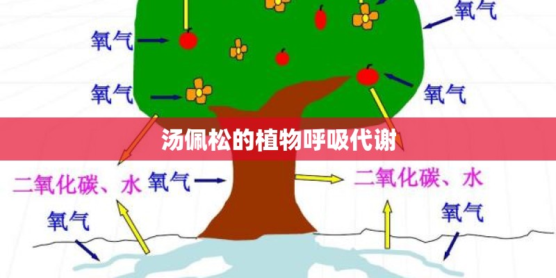 汤佩松的植物呼吸代谢 汤佩松的植物呼吸代谢