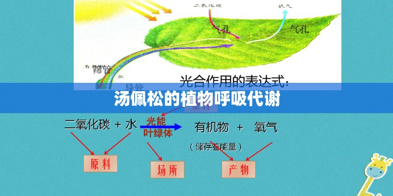 汤佩松的植物呼吸代谢 汤佩松的植物呼吸代谢