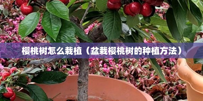 樱桃树怎么栽植（盆栽樱桃树的种植方法）