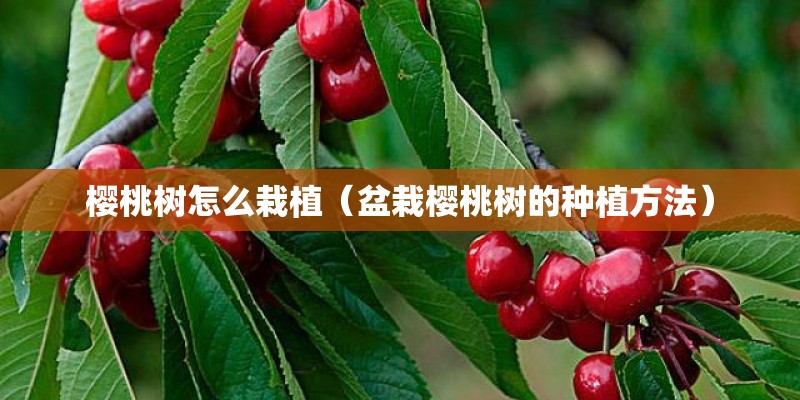 樱桃树怎么栽植（盆栽樱桃树的种植方法）
