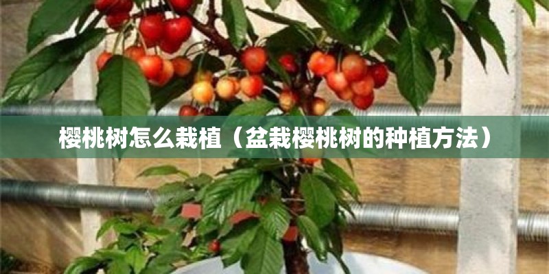 樱桃树怎么栽植（盆栽樱桃树的种植方法）