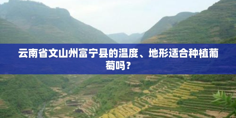 云南省文山州富宁县的温度、地形适合种植葡萄吗？