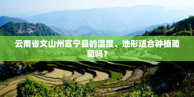 云南省文山州富宁县的温度、地形适合种植葡萄吗? 云南省文山州富宁县的温度、地形适合种植葡萄吗?