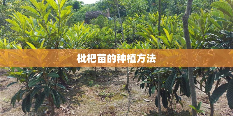 枇杷苗的种植方法
