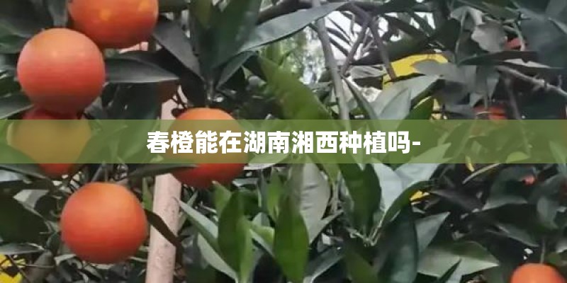 怎样种植草莓苗 草莓苗培育方法技巧_1