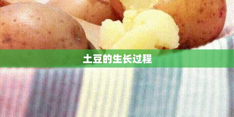 土豆的生长过程 土豆的生长过程