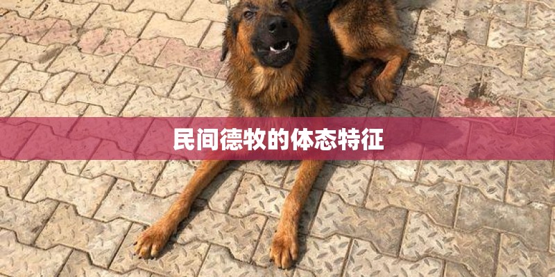 民间德牧的体态特征