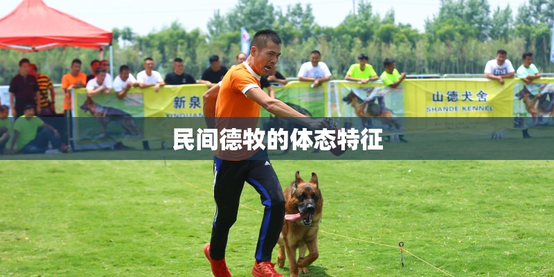 民间德牧的体态特征 民间德牧的体态特征