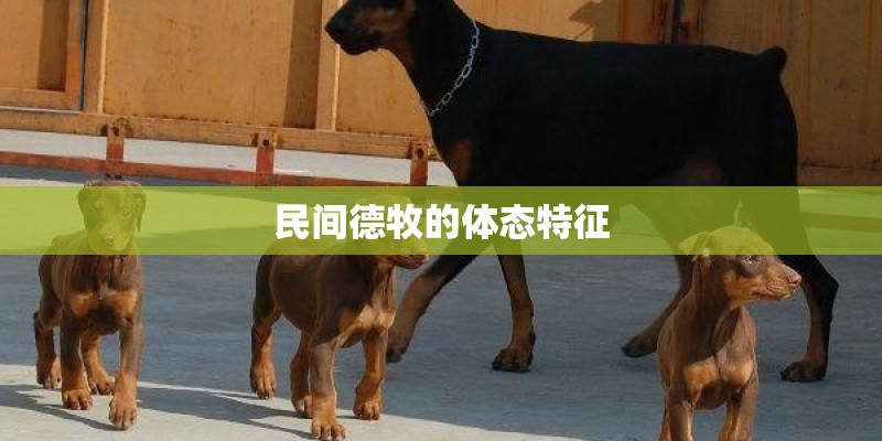 民间德牧的体态特征 民间德牧的体态特征