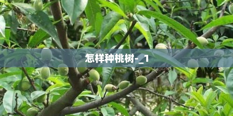 怎样种桃树-_1 怎样种桃树-_1
