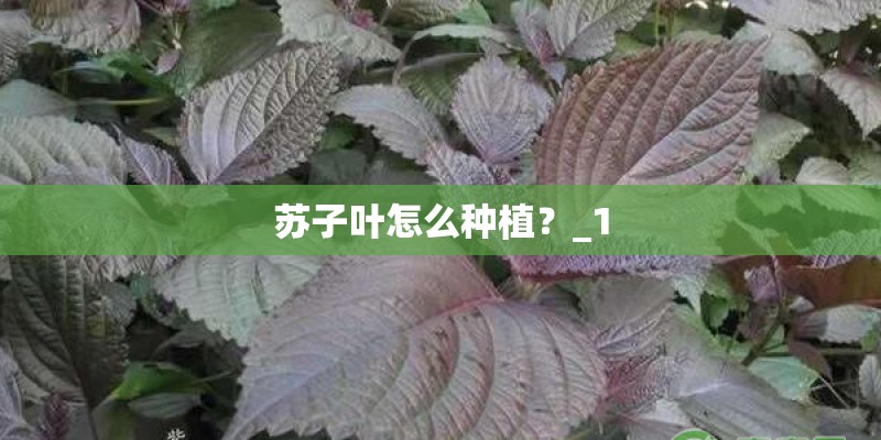苏子叶怎么种植？_1