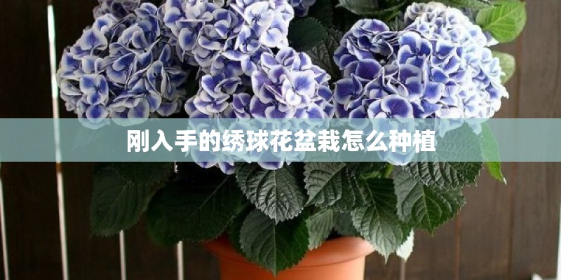 刚入手的绣球花盆栽怎么种植