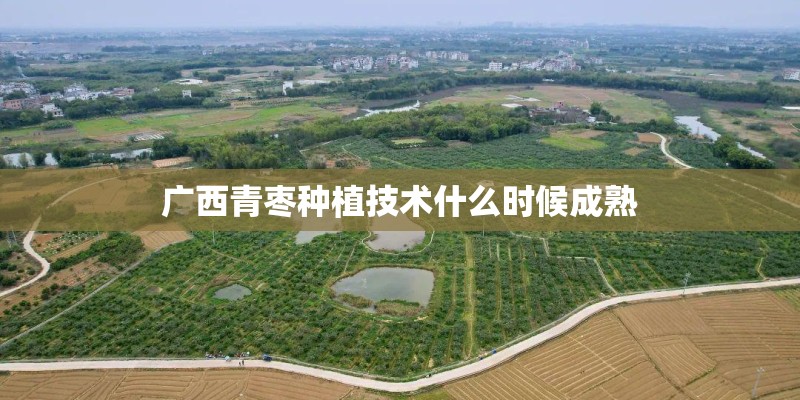 广西青枣种植技术什么时候成熟