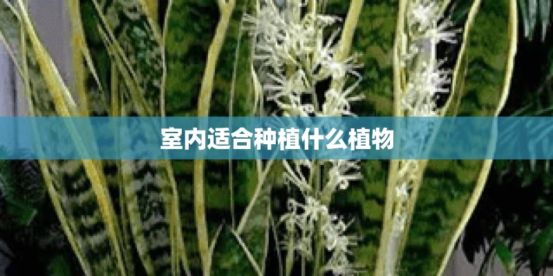 室内适合种植什么植物