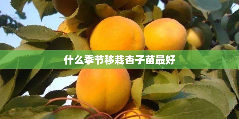 什么季节移栽杏子苗最好 什么季节移栽杏子苗最好
