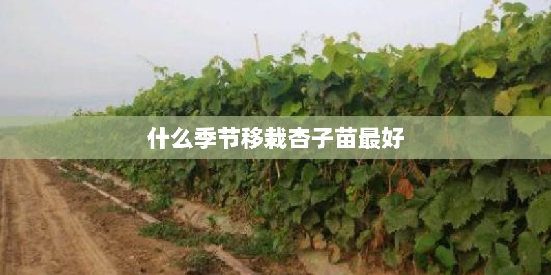 什么季节移栽杏子苗最好 什么季节移栽杏子苗最好