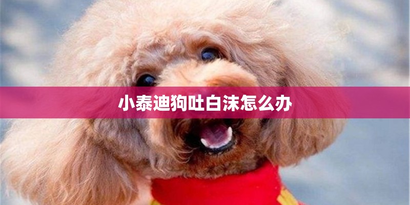 小泰迪狗吐白沫怎么办